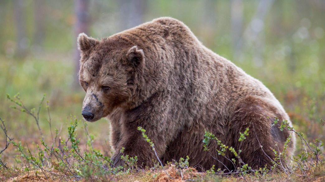 Bears Lose 0M to Liquidations, Largest Since May, as BTC, ETH, SOL Spike Higher