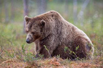 Bears Lose 0M to Liquidations, Largest Since May, as BTC, ETH, SOL Spike Higher