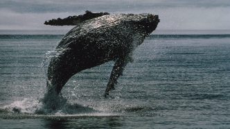 BTC Whales Wake Up From 14-Year Slumber to Move Over B of BTC, On-Chain Data Show