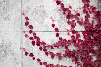 Instant Payments Fintech Ivy Integrates Circle’s USDC, EURC Stablecoins